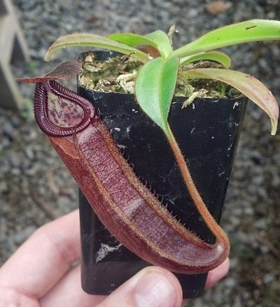 Nepenthes densiflora x glandulifera - Small/Medium