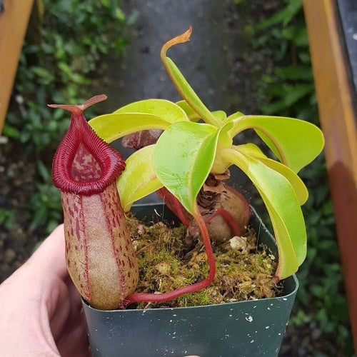 Nepenthes ventricosa x robcantleyi - Small
