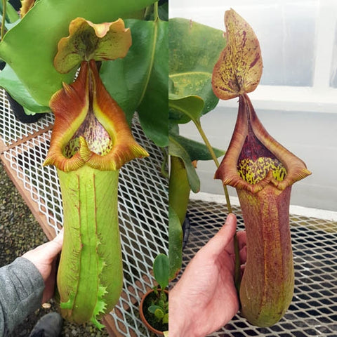Seed-grown Nepenthes truncata - N. Titanic Tyrant - XS