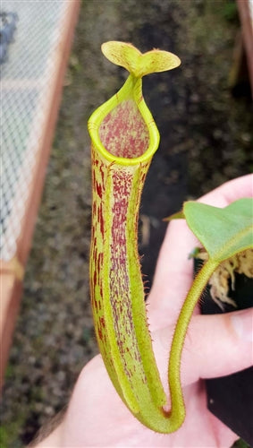 Nepenthes veitchii x bellii - Medium