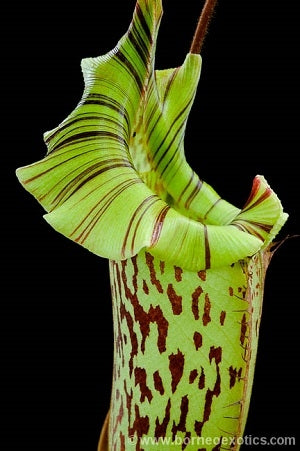 Nepenthes veitchii x platychila - Small