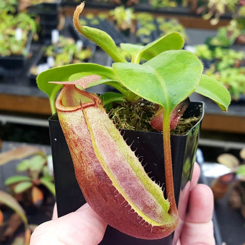 Nepenthes Titan's Mirror - XS/Small