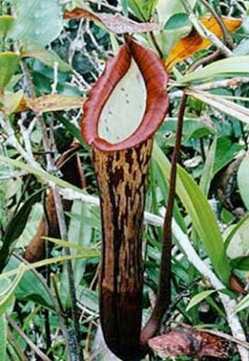 Nepenthes faizaliana - Small/Medium
