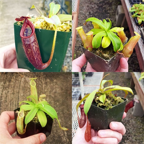 Bulk Mixed Tropical Pitcher Plants (Nepenthes) - 20 ct.