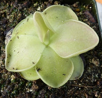 Pinguicula moranensis
