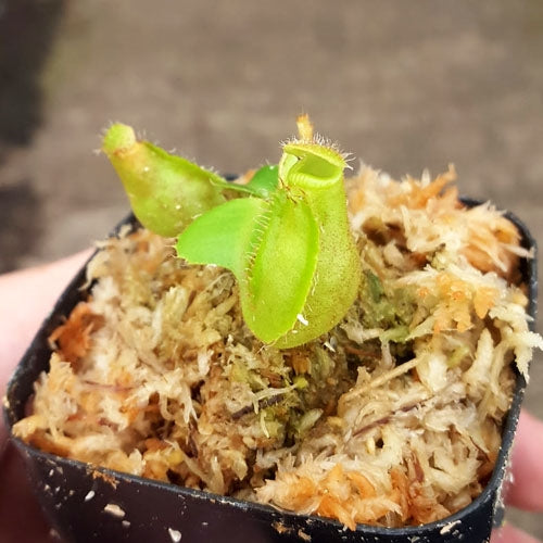 nepenthes plant seeds Nepenthes truncata