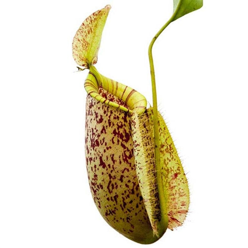 Nepenthes x hookeriana (BE)