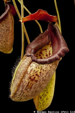 Nepenthes talangensis x robcantleyi - Medium/Large