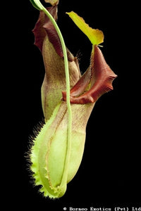 Nepenthes spathulata x robcantleyi - Small/Medium