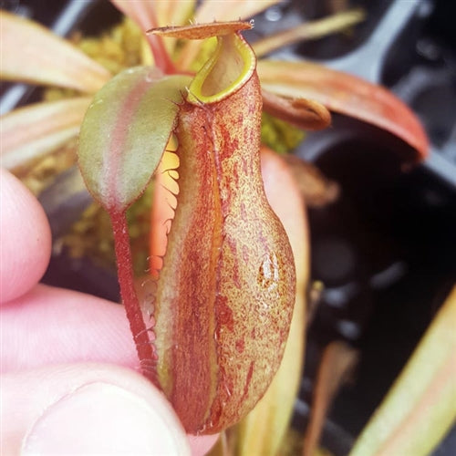 Nepenthes ceciliae - Medium