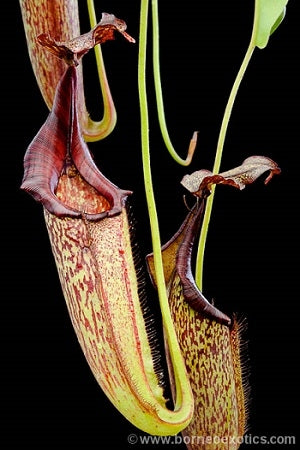 Nepenthes maxima - Small/Medium