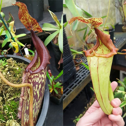 Nepenthes "Maiden" female - N. maxima "dark" - Small Cutting