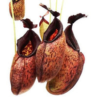 Nepenthes aristolochioides x robcantleyi - Small