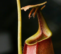 Nepenthes bicalcarata - Medium