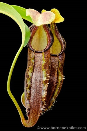 Nepenthes singalana Tujuh - XS/Small