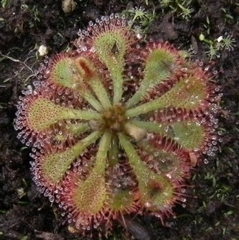 Drosera spatulata