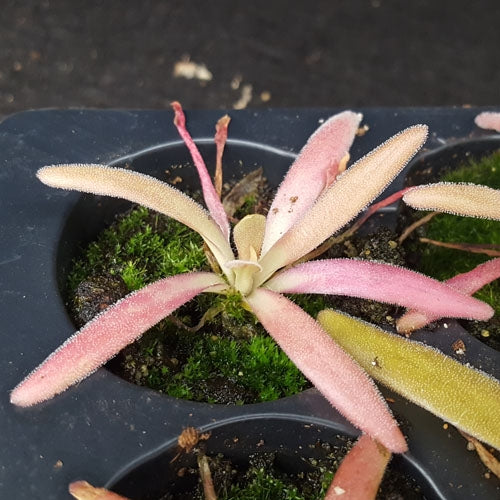 Pinguicula 'Aphrodite'