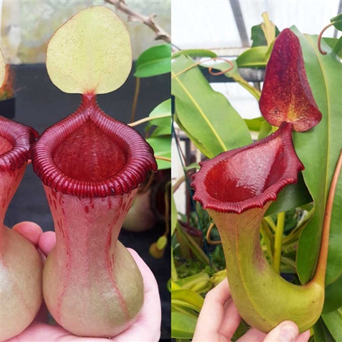 Nepenthes Virtuous Battle