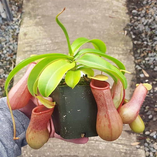 Nepenthes Virtue's Mirror