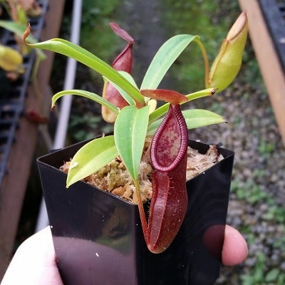 Nepenthes singalana x dubia - Small/Medium