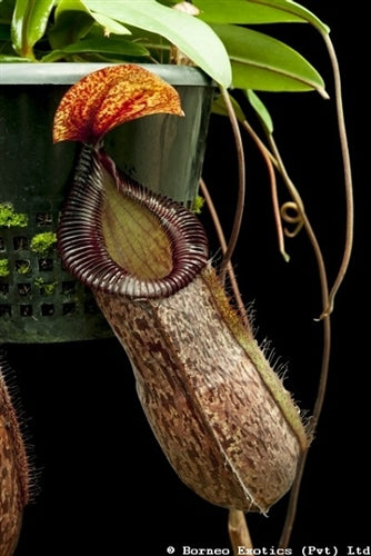 Nepenthes sibuyanensis x hamata