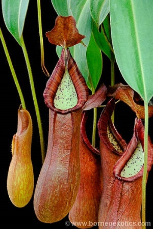 Nepenthes petiolata - Small/Medium