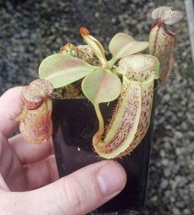 Nepenthes platychila x robcantleyi - Small