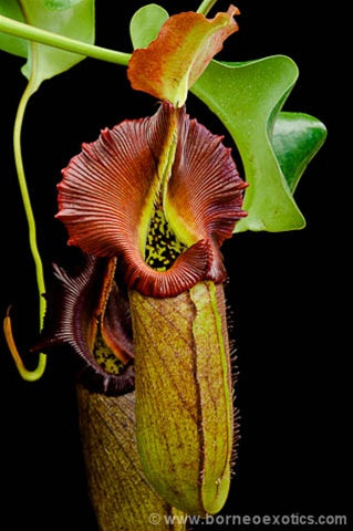 Nepenthes robcantleyi