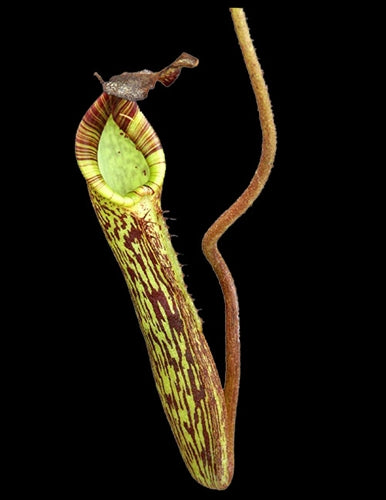 Nepenthes fusca 