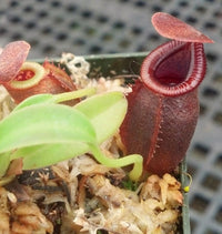 Nepenthes spathulata x jacquelineae - Small