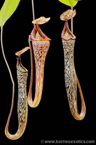 Nepenthes vogelii