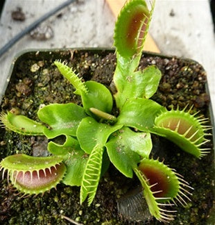 Low Giant' Venus Fly Trap | Venus Fly Catcher | Predatory Plants