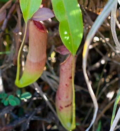 Nepenthes mirabilis - Small