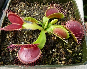 carnivorou plant venus fly trap