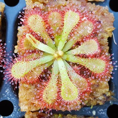 Cape Sundew - Drosera Capensis Carnivorous Plant From The Cape In South - Foto 3