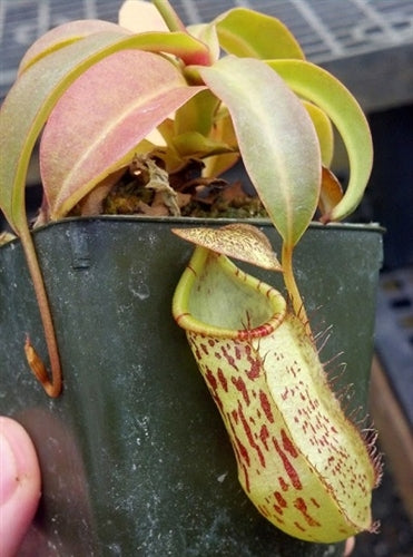 Nepenthes spectabilis x burkei - Small