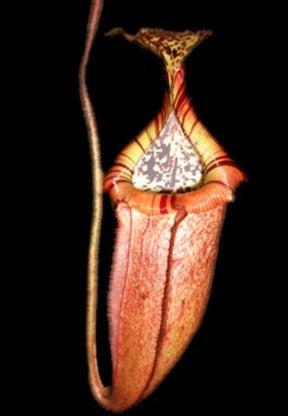 Nepenthes burbidgeae x edwardsiana - Small