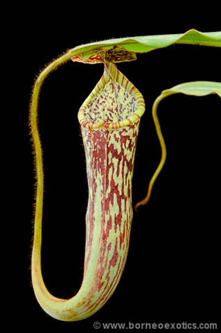 Nepenthes stenophylla - Small