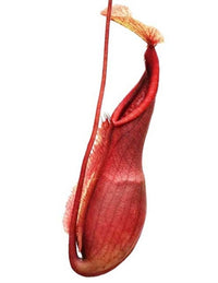 Nepenthes singalana x mirabilis var. globosa - Small