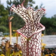 Sarracenia leucophylla Alabama - Large