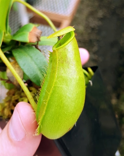 Nepenthes ventricosa x hirsuta - Small/Medium