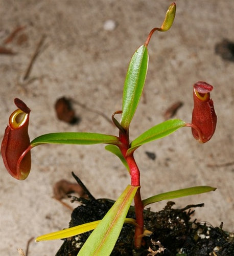 Nepenthes dubia - XS