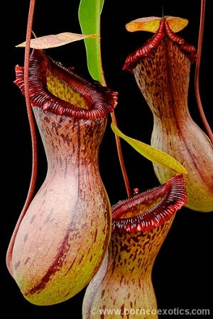 Nepenthes ventricosa 