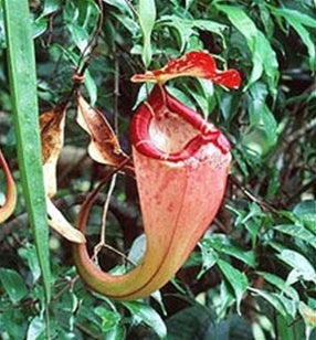 Nepenthes sumatrana - Medium