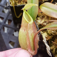 Nepenthes x hookeriana (BE) - Small
