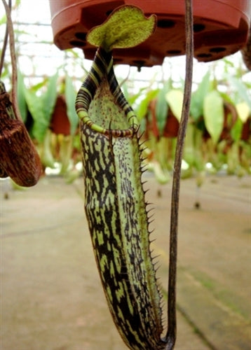 Nepenthes spectabilis Sinabung - Large
