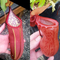 Nepenthes Secret Victory - XS