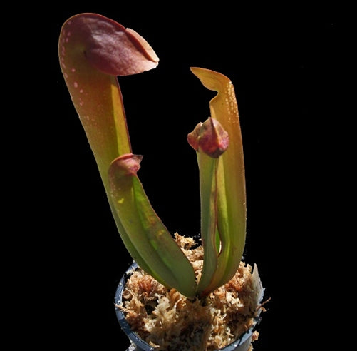 Hooded Pitcher Plant (Sarracenia minor) 13 Sarracenia minor - Small/Medium