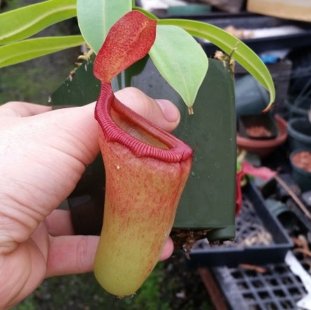 Nepenthes ventricosa x dubia - Large