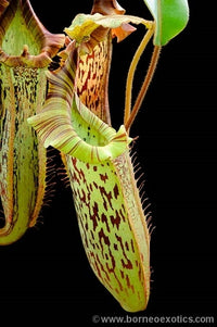Nepenthes veitchii x platychila - Small